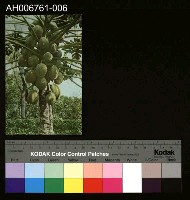 藏品(日治臺灣果物木瓜明信片)的圖片